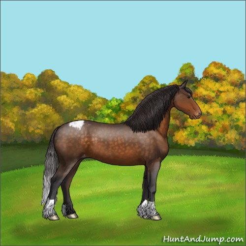 Horse Color:Buckskin Appaloosa 