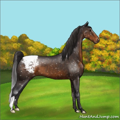 Horse Color:Buckskin Snowcap