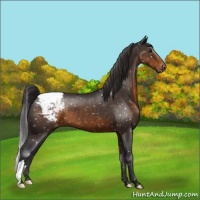Horse Color:Buckskin Snowcap 