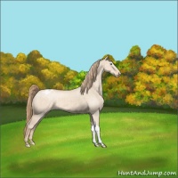 Horse Color:Perlino Dun Appaloosa 