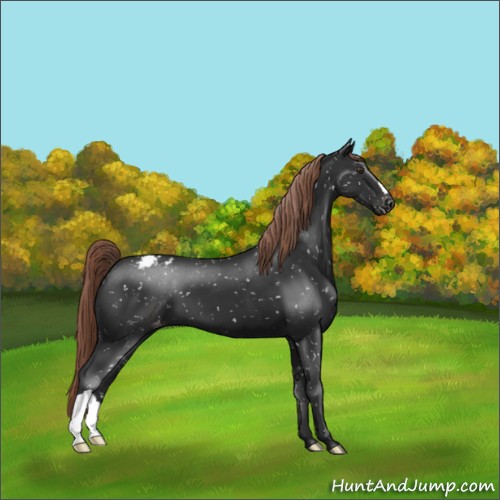 Horse Color:Liver Chestnut Appaloosa 