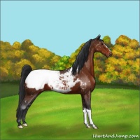 Horse Color:Brown Appaloosa 