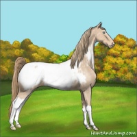Horse Color:Perlino Near Fewspot 