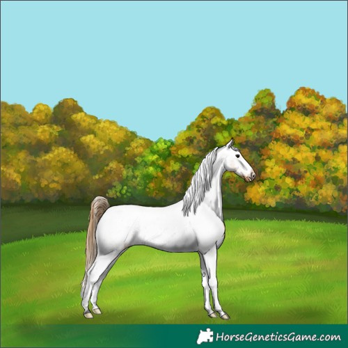 Horse Color:Buckskin Appaloosa 