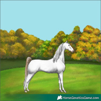 Horse Color:Buckskin Appaloosa 