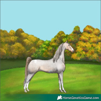 Horse Color:Buckskin Appaloosa 