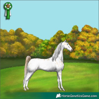 Horse Color:Amber Cream Champagne Dun Frame Appaloosa 