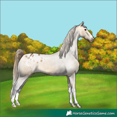 Horse Color:Buckskin Blanket