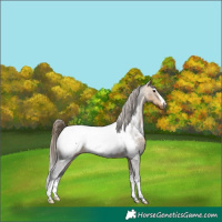 Horse Color:Buckskin Appaloosa