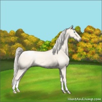 Horse Color:Cremello Dun Appaloosa 