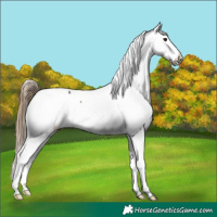 Horse Color:Buckskin Near Fewspot