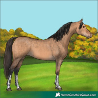 Horse Color:Bay Dun  and Bay Dun 
