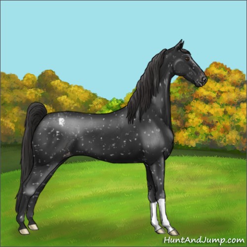 Horse Color:Liver Chestnut Appaloosa