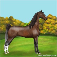Horse Color:Buckskin Appaloosa