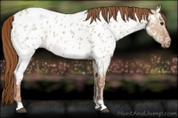 Horse Color:Red Dun Ice Appaloosa 