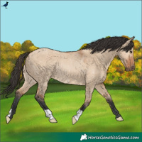 Horse Color:Bay Dun
