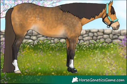 Horse Color:Buckskin 