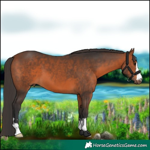 Horse Color:Bay 
