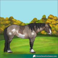 Horse Color:Brown Dun and Brown Dun Frame