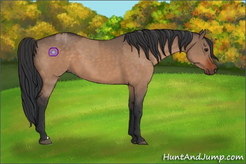Horse Color:Bay Dun  and Brown Dun 