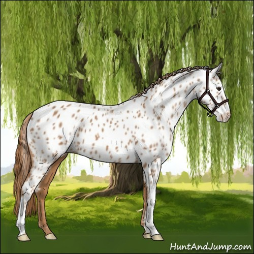 Horse Color:Chestnut Appaloosa