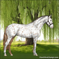 Horse Color:Chestnut Near Leopard 