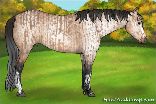 Horse Color:Bay Dun  and Gray Bay Dun 