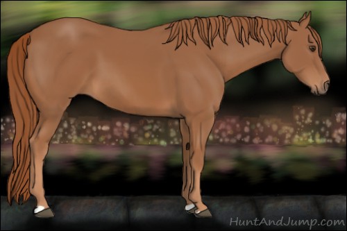 Horse Color:Chestnut 