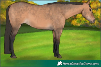 Horse Color:Bay Dun  and Bay Dun 