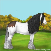 Horse Color:Bay Splash 