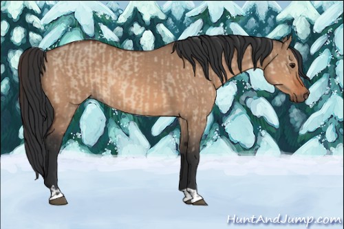 Horse Color:Bay Dun  and Bay Dun 