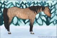 Horse Color:Bay Dun  and Bay Dun 