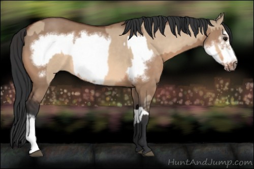 Horse Color:Bay Dun  and Bay Dun Frame 