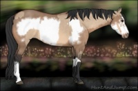 Horse Color:Bay Dun  and Bay Dun Frame 