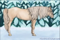 Horse Color:Gold Champagne Pearl Rabicano  and Gold Champagne Pearl Rabicano 