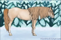 Horse Color:Gold Champagne Pearl Rabicano and Gold Champagne Pearl Rabicano