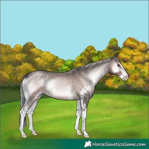 Horse Color:Platinum Chocolate Palomino Roan Onyx Sabino 