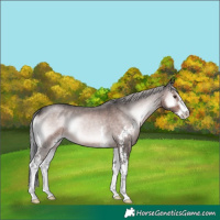 Horse Color:Platinum Chocolate Palomino Roan Onyx Sabino 