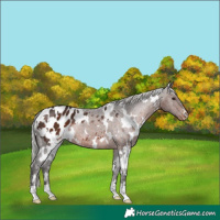 Horse Color:White Spotted Silver Brown Appaloosa Rabicano