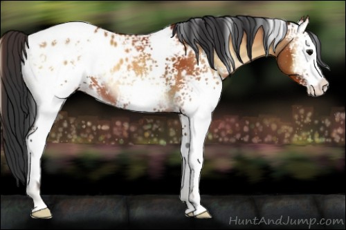 Horse Color:White Spotted Bay Onyx Sabino Appaloosa 