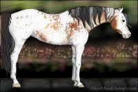 Horse Color:White Spotted Bay Onyx Sabino Appaloosa