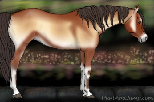 Horse Color:Bay Onyx Sabino 