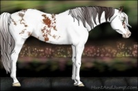 Horse Color:Buckskin Sabino Appaloosa 