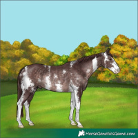 Horse Color:Platinum Chocolate Brown Sabino Rabicano 
