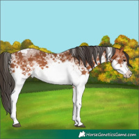 Horse Color:Unknown 