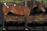 Horse Color:White Spotted Brown Rabicano 