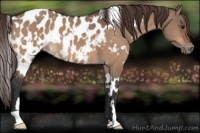 Horse Color:White Spotted Bay Dun Appaloosa 