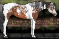 Horse Color:Bay Tobiano 