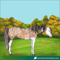 Horse Color:White Spotted Bay Dun Mushroom Tobiano Appaloosa Rabicano  and Bay Dun Splash 