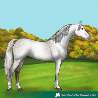 Horse Color:Gray Silver Grullo Tobiano